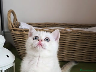 British gatti Cuccioli british shorthair - Annuncio 19