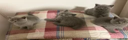 British gatti in vendita: British short hair  - Annuncio 9