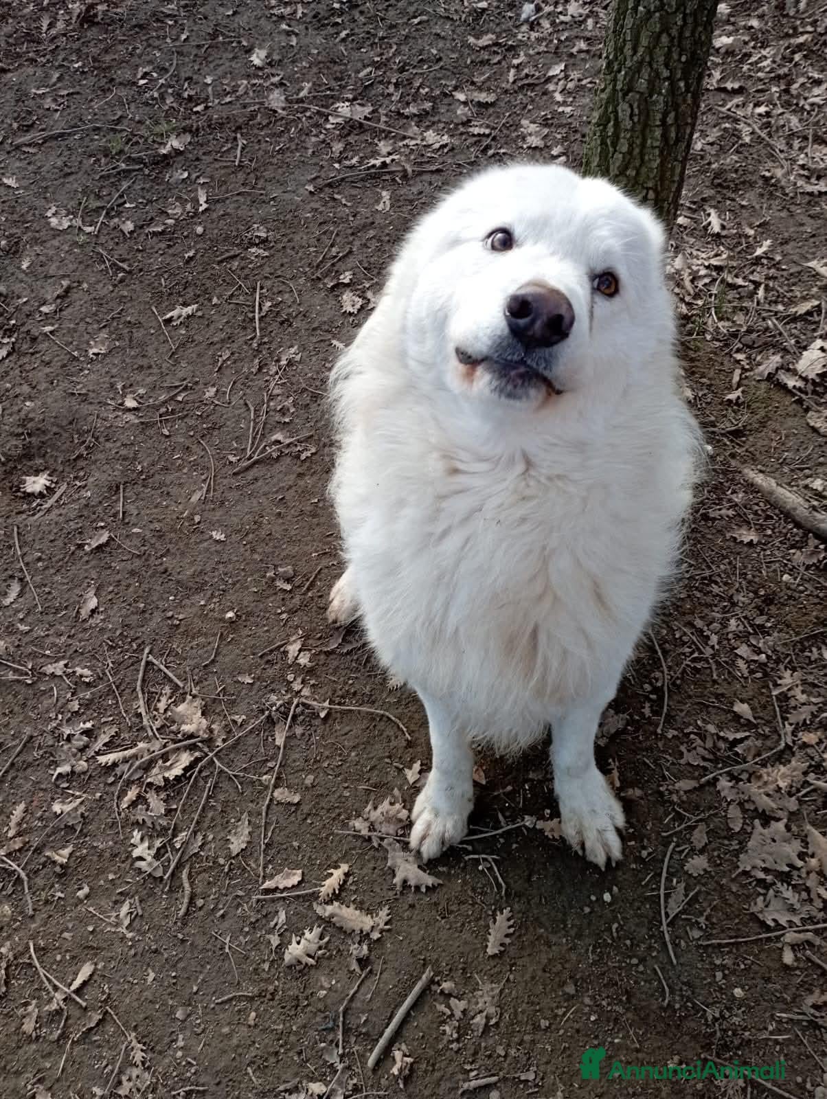 Meticcio cani Splendido carattere, 4 anni circa  - Annuncio 1