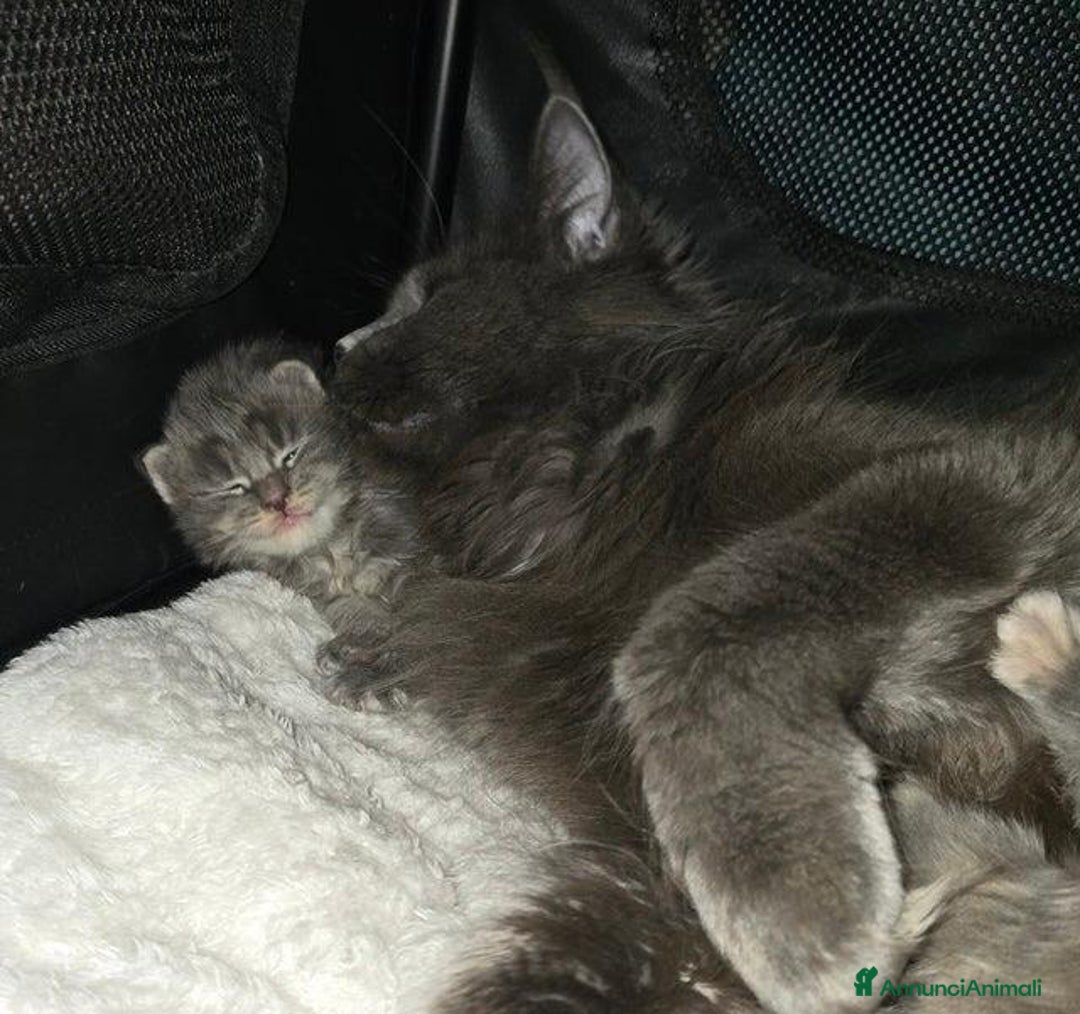 Maine Coon gatti in vendita: Gattini Maine Coon GRANDI Blu/Nero Tortie/Tabby - Annuncio 8