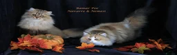 British gatti in vendita: Bamar Poe cattery  - Annuncio 12