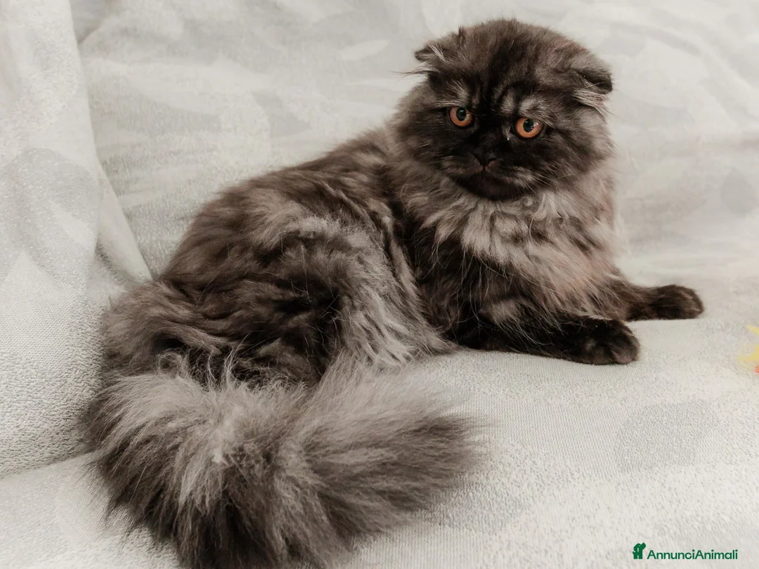 Scottish gatti in vendita: Gattina highland fold  - Annuncio 2