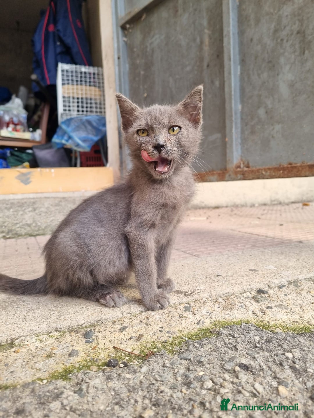 Meticcio gatti in regalo: GATTINI AMOREVOLI - Annuncio 9