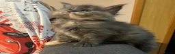 Maine Coon gatti in vendita: Gattini Maine Coon  - Annuncio 4