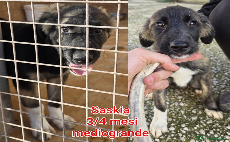 Meticcio cani - Annuncio 13