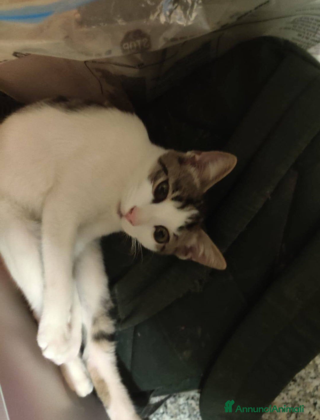 Europeo gatti in regalo: PACO, adorabile gattino da adottare! - Annuncio 4