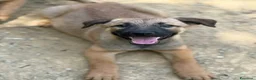 Pastore Belga cani in regalo: 5 splendidi mix PASTORINI BELGA di 3 MESI!  - Annuncio 13