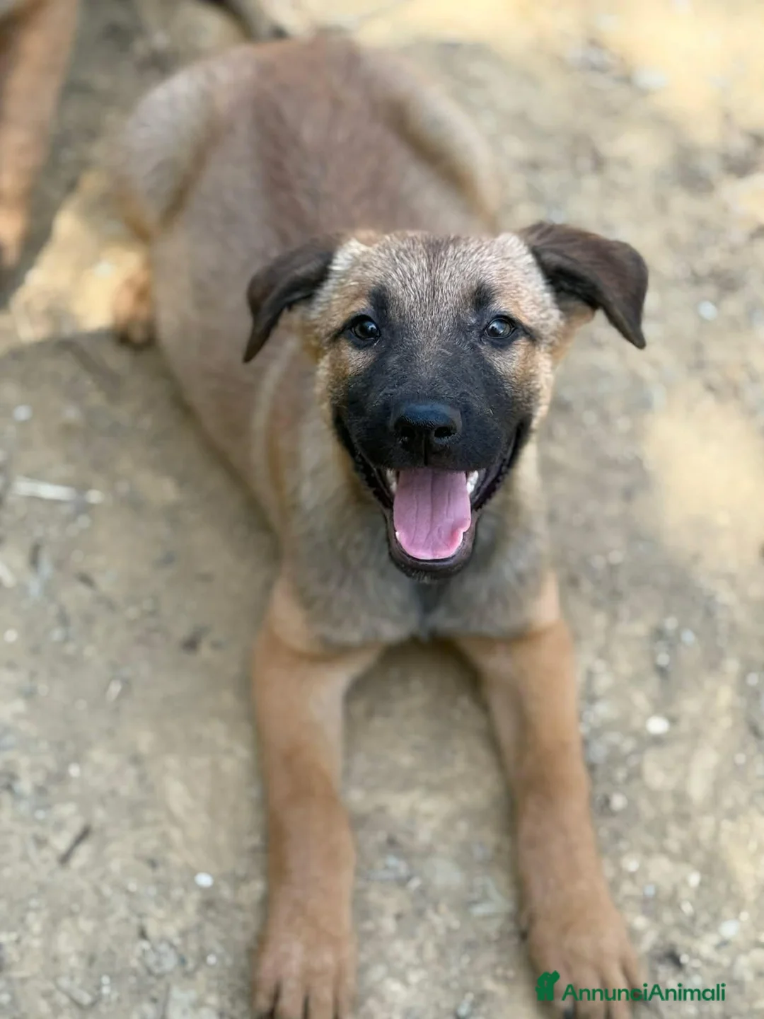 Pastore Belga cani in regalo: 5 splendidi mix PASTORINI BELGA di 3 MESI!  - Annuncio 13