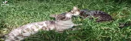 Bengala gatti in vendita: Gatti del Bengala  - Annuncio 2