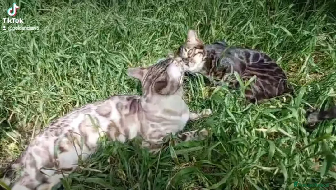 Bengala gatti in vendita: Gatti del Bengala  - Annuncio 2