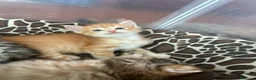 Siberiano gatti in vendita: Cuccioli Siberiano - Annuncio 19