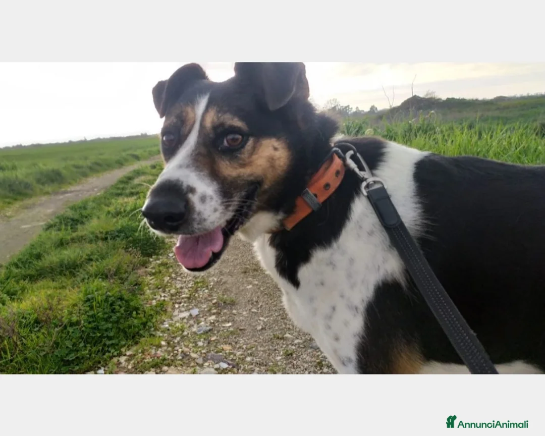 Meticcio cani in regalo: Mix Jack adulto SALIVA SUI TRENI E PARTIVA!CASERTA a Milano - Annuncio 3