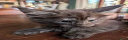 Maine Coon gatti in vendita: Meravigliosi cuccioli Maine Coon a Città metropolitana di Roma Capitale - Annuncio 13