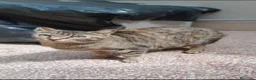 Europeo gatti in regalo: Micino tigrato salvato da 1alluvione!FERRARA URGE  - Annuncio 2