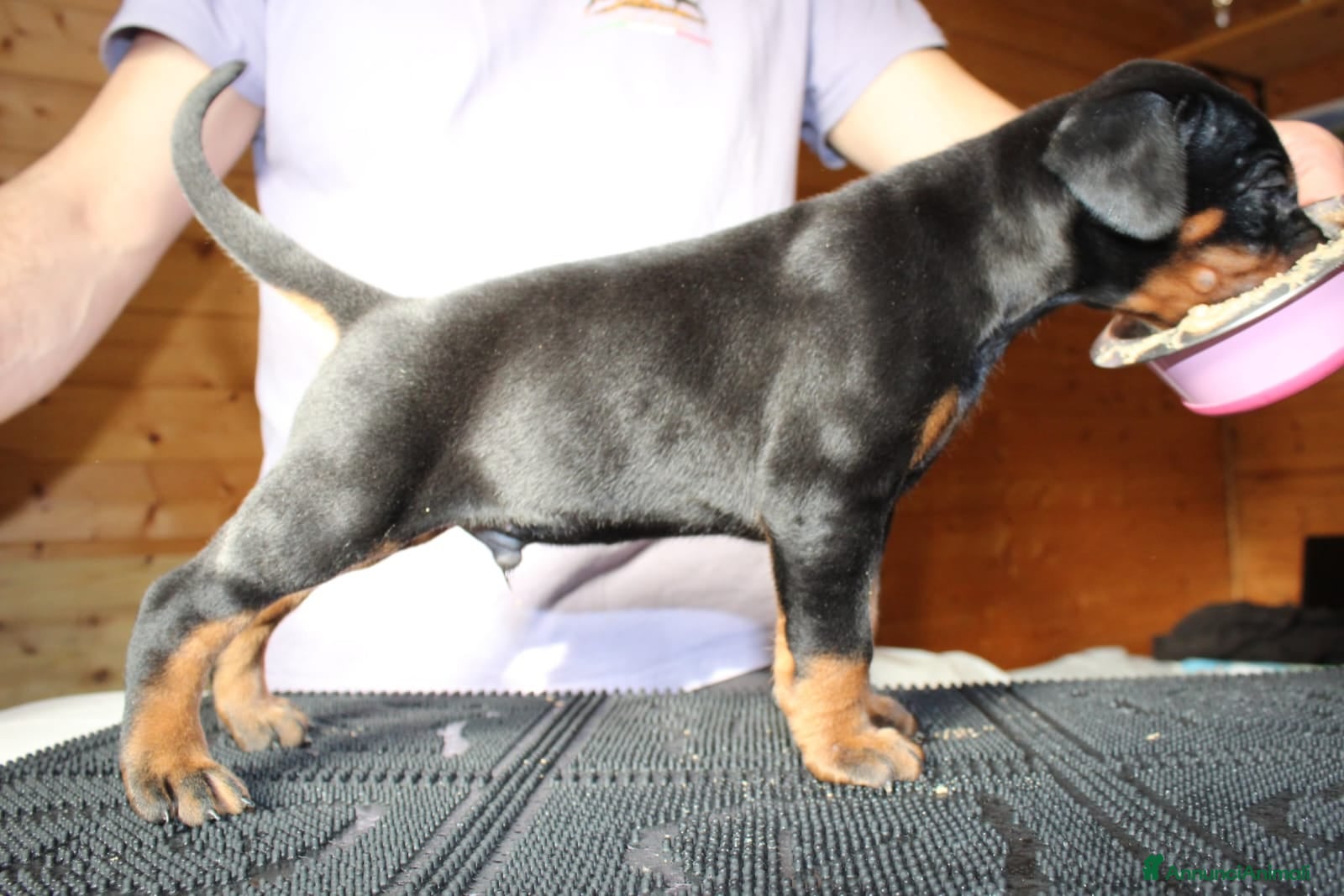 Dobermann cani Cuccioli di Dobermann in Toscana - Annuncio 15