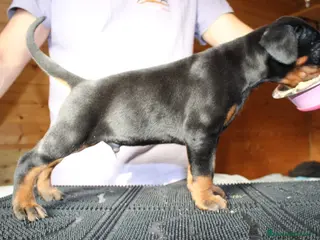 Dobermann cani Cuccioli di Dobermann in Toscana - Annuncio 1