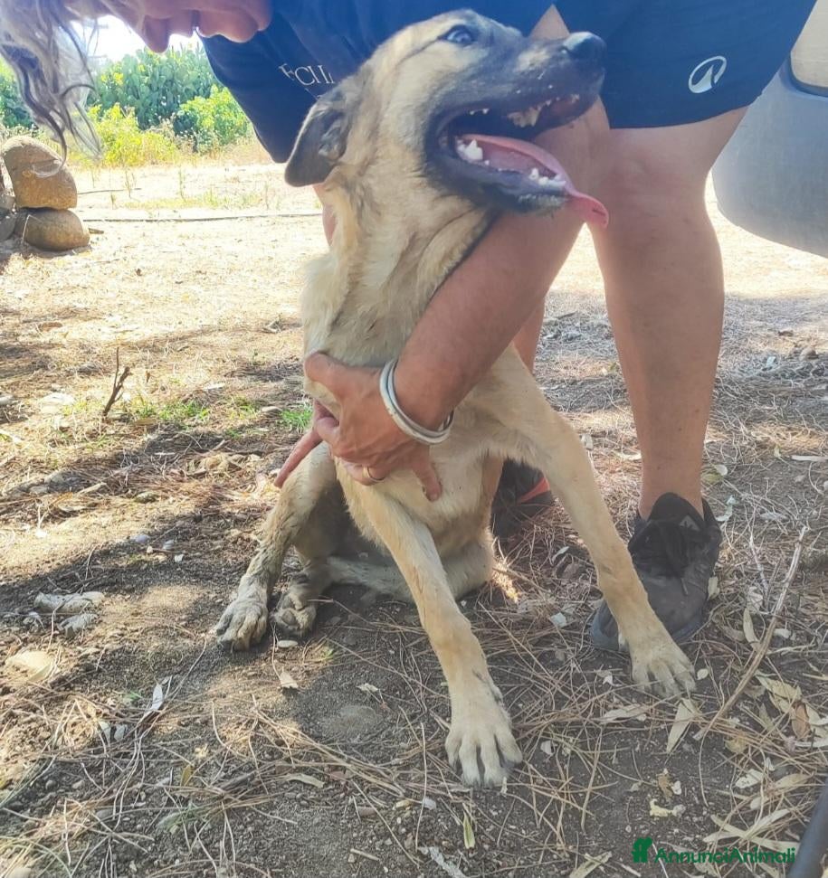 Meticcio cani Pastorina 6/7mesi PRESTO SOLA IN RECINTO! CAGLIARI - Annuncio 41