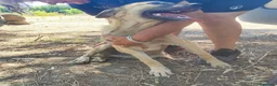 Meticcio cani in regalo: Pastorina 6/7mesi PRESTO SOLA IN RECINTO! CAGLIARI - Annuncio 1