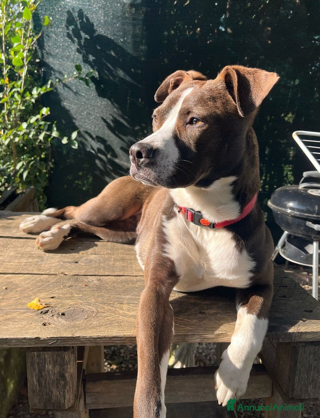 Pitbull cani in regalo: OLIVIA, dolcissima mix PIT cerca casa! - Annuncio 7