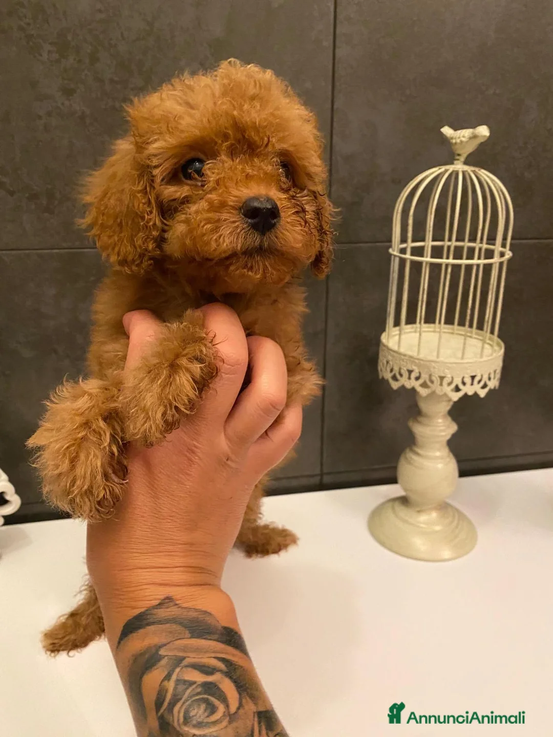 Barboncino cani in vendita: Cucciolo di barboncino  - Annuncio 2