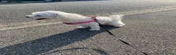 Maltese cani in vendita: Cuccioli di Maltese  - Annuncio 9