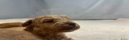 Barboncino Toy cani in vendita: Cuccioli barboncino toy rosso - Annuncio 27