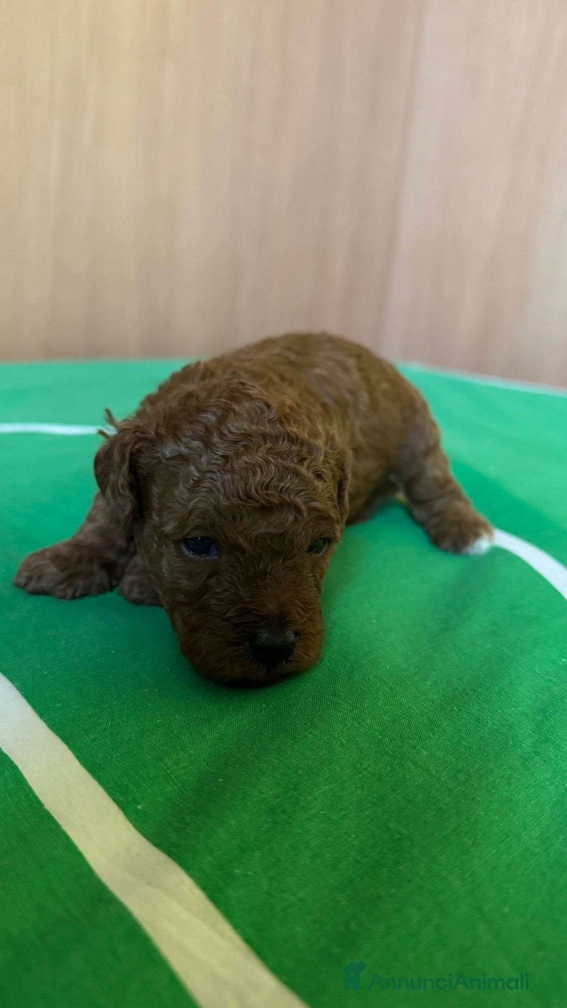 Barboncino cani Vendo cucciolo di barboncino red - Annuncio 5