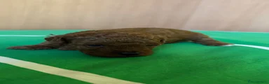 Barboncino 1