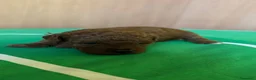 Barboncino cani in vendita: Vendo cucciolo di barboncino red - Annuncio 1