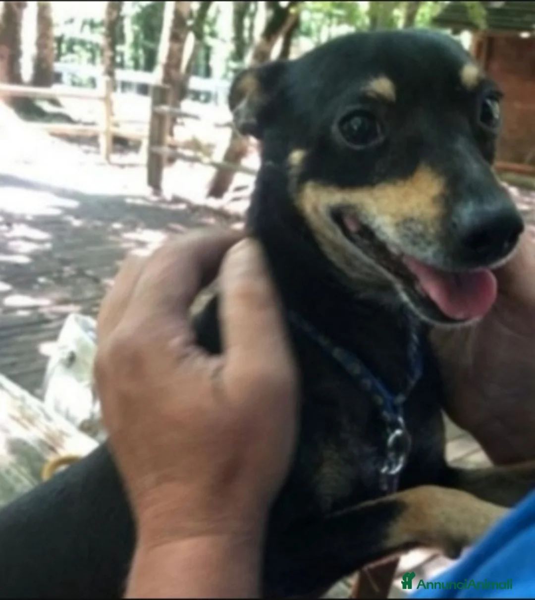 Pinscher Tedesco cani in regalo: Pinscherino adulto condannato in 1recinto.FOGGIA a Città metropolitana di Milano - Annuncio 2