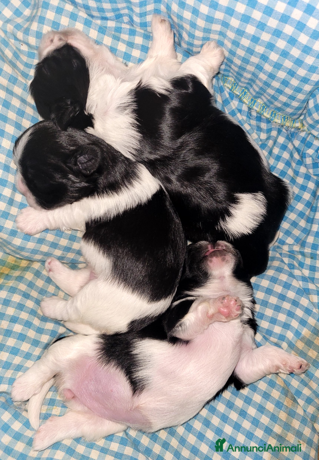 Shih Tzu cani in vendita: SHITH TZU - Annuncio 5