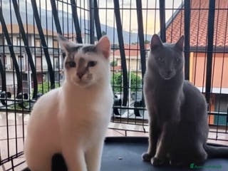 Certosino gatti Certosino e compagno 2anni e 1/2 CATANIA SOS CASA a Città metropolitana di Milano - Annuncio 1