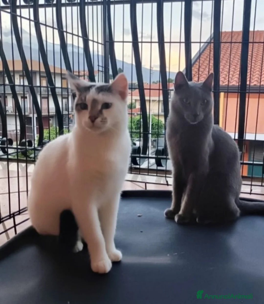 Certosino gatti in regalo: Certosino e compagno 2anni e 1/2 CATANIA SOS CASA a Città metropolitana di Milano - Annuncio 1