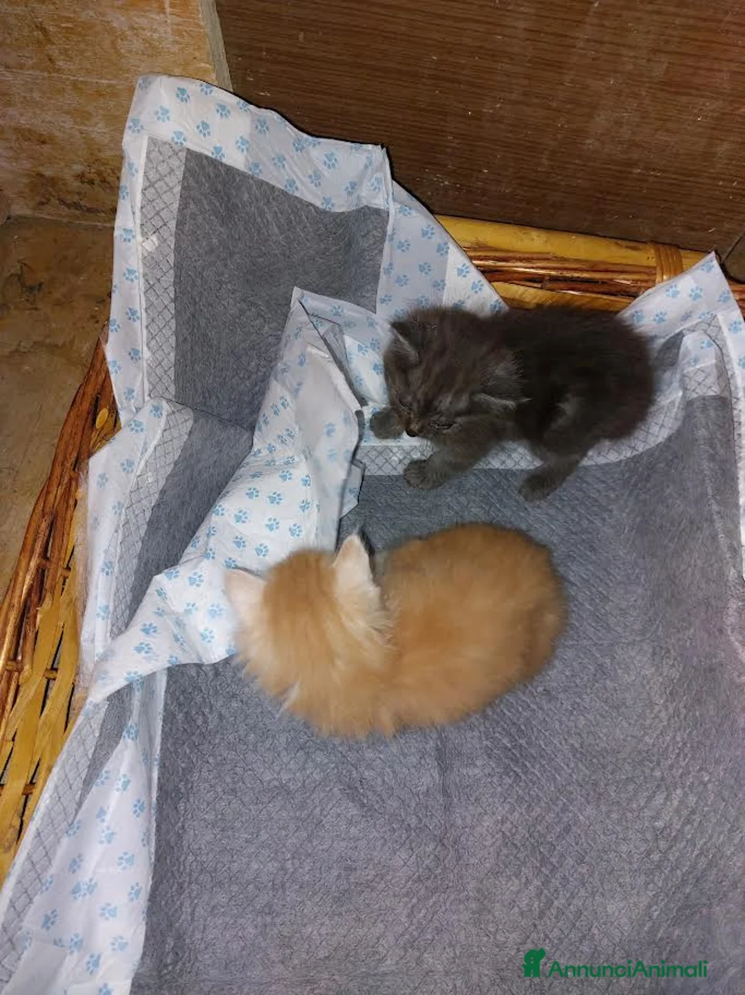 Meticcio gatti in regalo: regalo gattini - Annuncio 2
