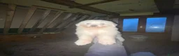 Pastore Abbruzzese Maremmano cani in vendita: Cuccioli di pastore maremmano abruzzese a Provincia di Bergamo - Annuncio 3