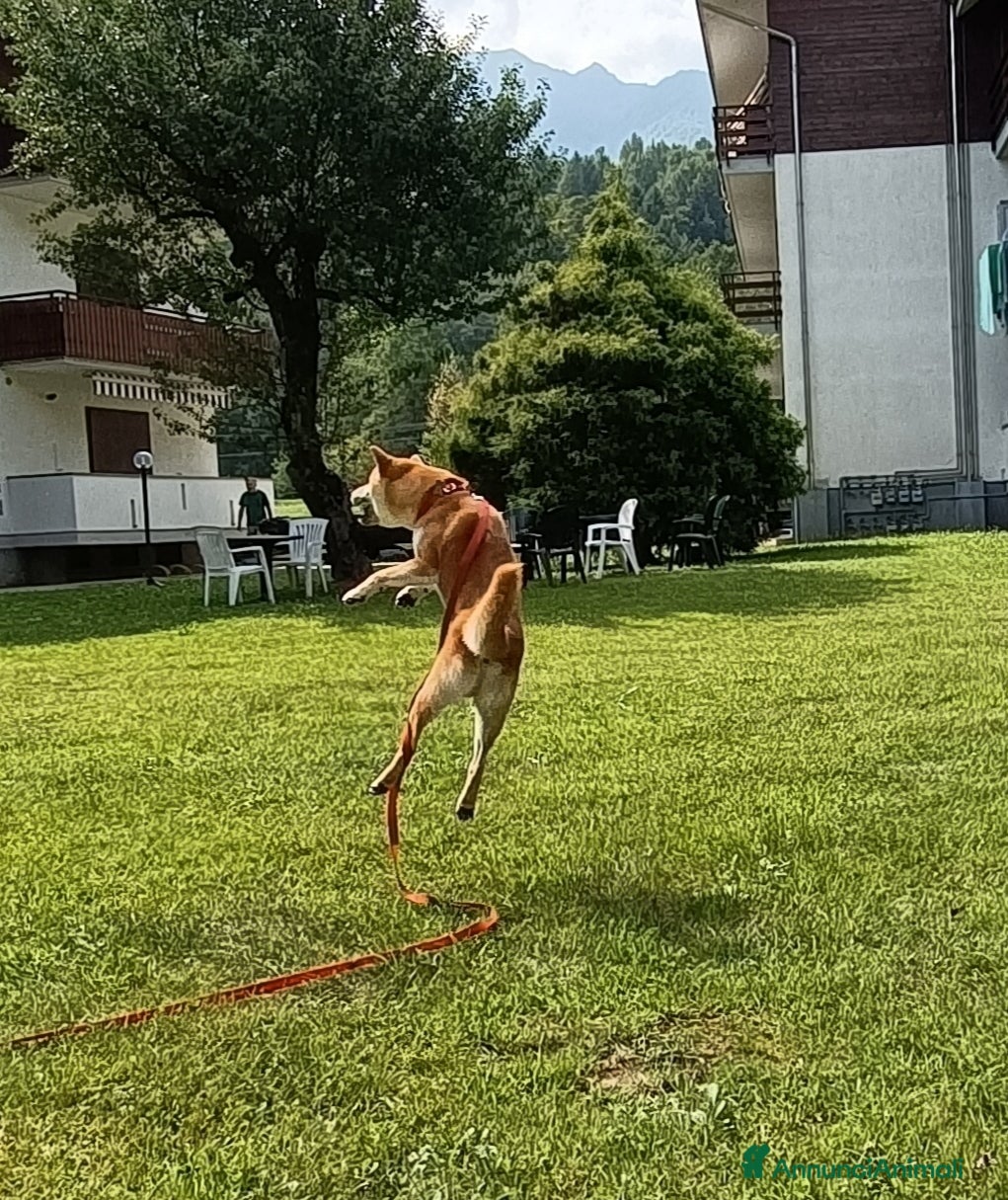Shiba Inu cani Shiba Inu Maschio – Disponibile per Riproduzione  - Annuncio 2