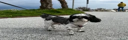 Shih Tzu cani per accoppiamento: Shih Tzu maschio per accoppiamento a La Spezia a Provincia della Spezia - Annuncio 3