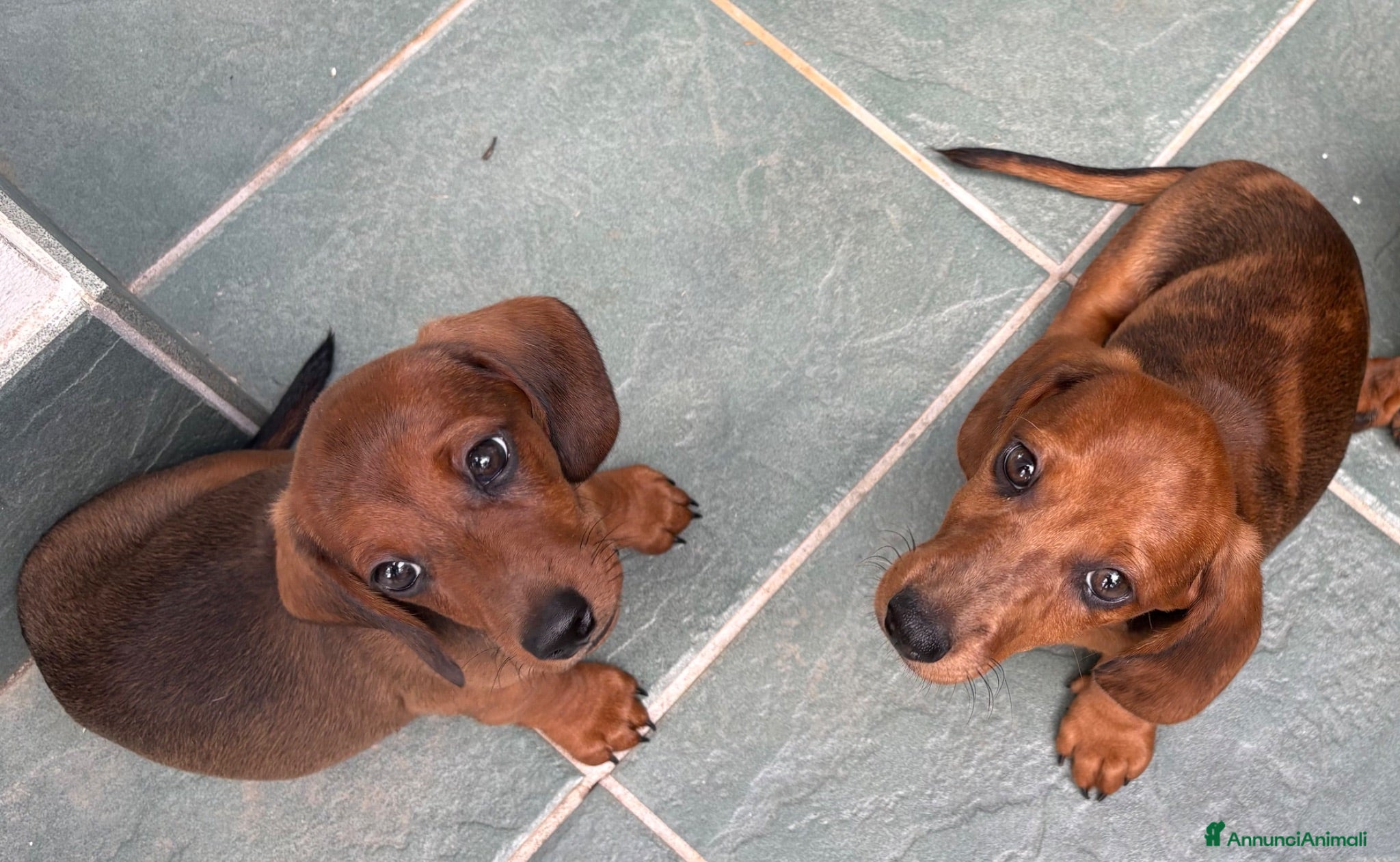 Bassotto cani cuccioli di bassotto nano a pelo corto  - Annuncio 9