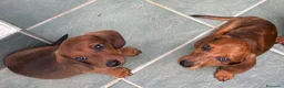 Bassotto cani in vendita: cuccioli di bassotto nano a pelo corto  a Provincia di Lecce - Annuncio 1