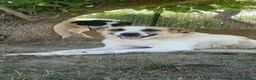 Meticcio cani in regalo: BRANDO e LASSIE sempre insieme! - Annuncio 4