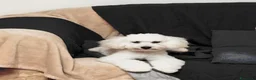Barbone cani in vendita: Barboncino toy a Provincia di Brescia - Annuncio 1