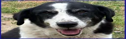 Meticcio cani in regalo: CHIANINA nonnina patatona! a Città metropolitana di Milano - Annuncio 1