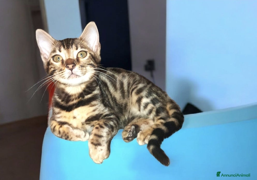 Bengala gatti Cuccioli gatto Bengala  - Annuncio 10