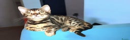 Bengala gatti in vendita: Cuccioli gatto Bengala  - Annuncio 8