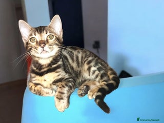 Bengala gatti Cuccioli gatto Bengala - Annuncio 10