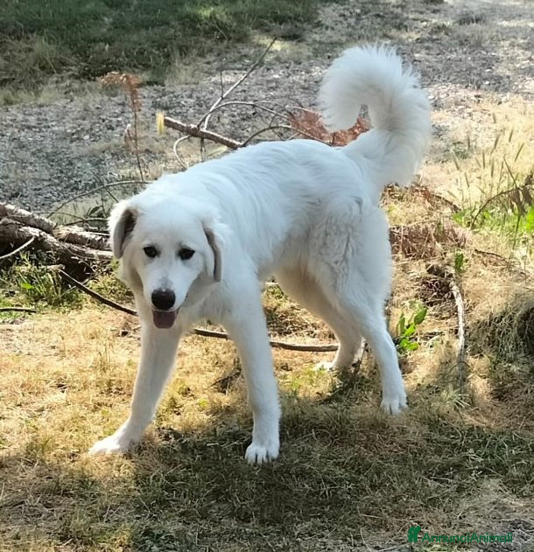 Pastore Maremmano cani in regalo: JERRY giovane con tanta voglia di coccole - Annuncio 4