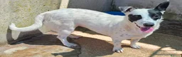 Meticcio cani in regalo: Pimpa dolce e giocosa cagnolina in adozione  - Annuncio 4