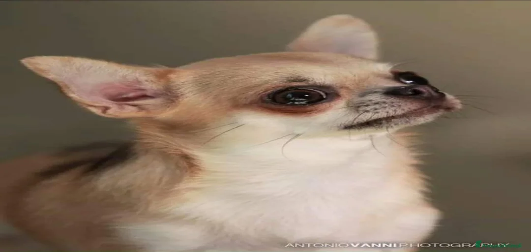 Immagine della galleria {{count}}