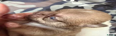 Chihuahua 4