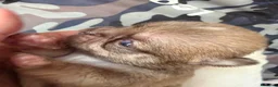 Chihuahua cani in vendita: cuccioli chihuahua - Annuncio 11